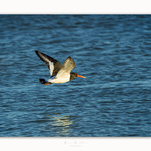 Oyster Catchers - Low Level Flight