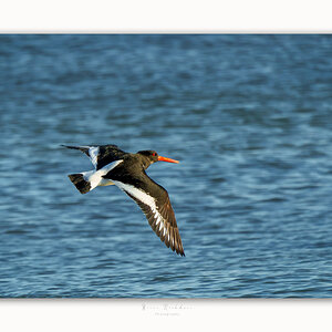 Oyster Catchers - Flight