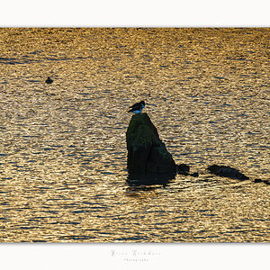 Oyster Catchers - Rock at sunset