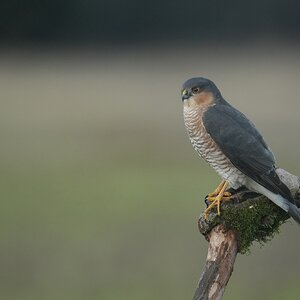 Sparrowhawk-DSC09179-2048px.jpg