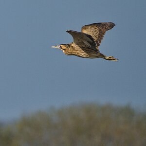 DSC02601- Bittern.jpeg