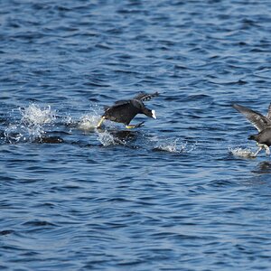 DSC02697 - Coots.jpeg