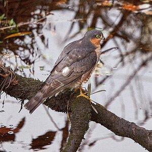 Sparrowhawk.jpg