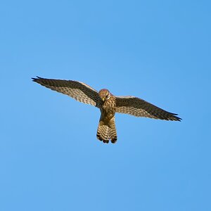 kestrel 2023 654.jpg