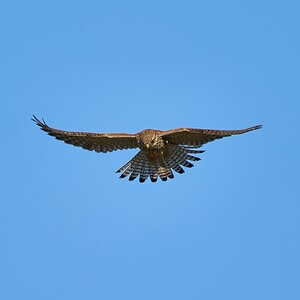 kestrel 2023 659.jpg