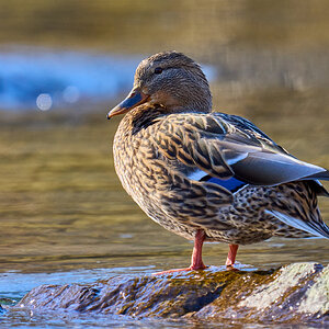 Mallard - Brandywine - 02052024 - 02.jpg