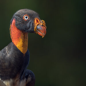 King-Vulture_RP22495-Edit.jpg