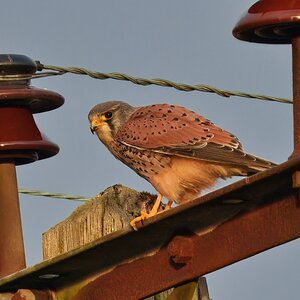 DSC00382 - Kestral.jpeg