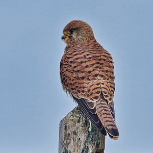 DSC00940 - Kestral.jpeg