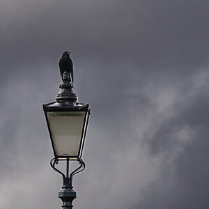 crow on light pole-4.jpg