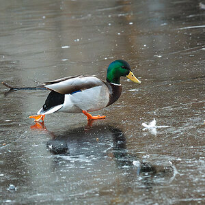 skating duck-2.jpg