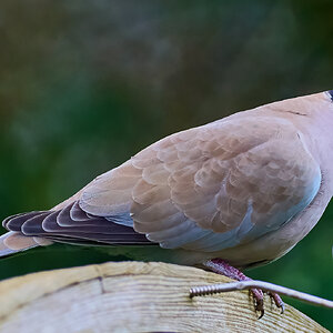 collared dove 2024 1.jpg