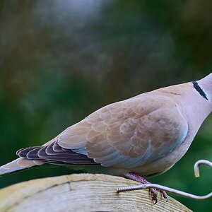 collared dove 2024.jpg