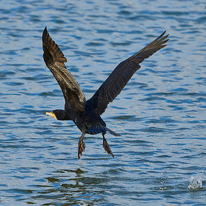 cormorant 2024 8.jpg