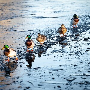 ducks in a row-1.jpg