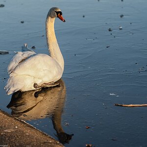 swan on ice-5.jpg