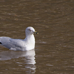 Ring-Billed Gull Visits the Lake.jpeg