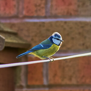 blue tit 2024.jpg