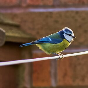 blue tit 2024 2.jpg