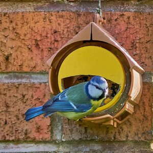 blue tit 2024 1.jpg