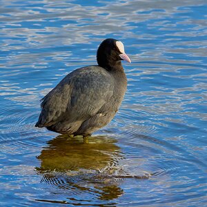 coot 2024 1.jpg