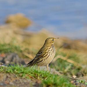 meadow pipit 2024 2.jpg