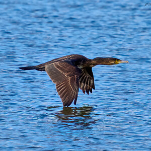 cormorant 2024 11.jpg