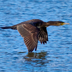 cormorant 2024 12.jpg