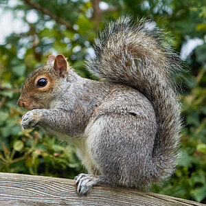 squirrel 2022 (7).jpg