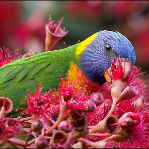 Lorikeet r.jpg