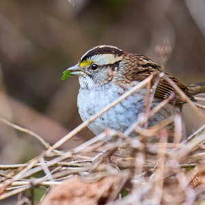 White-Throated Sparrow - BCSP - 02262024 - 01.jpg