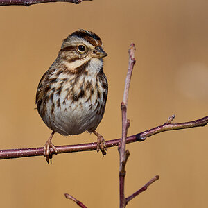 Song Sparrow - BCSP - 02262024 - 01.jpg