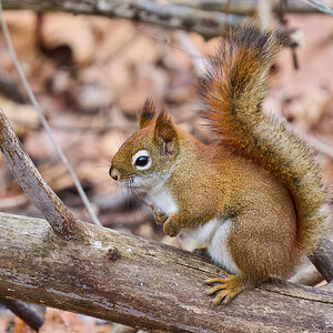 Red Squirrel - Ashland - 02192023 - 04-DN.jpg