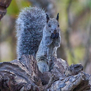 Guayaquil Squirrel - Jorupe Reserve - 09132022 - 01-DN.jpg