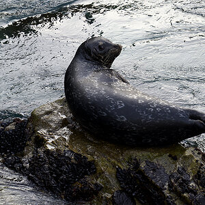 Harbor seal copy.jpg