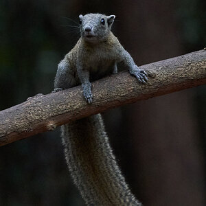 Grey-bellied Squirrel - - 02252019 - 04.jpg