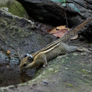 Cambodian Striped Squirrel - - 02252019 - 01.jpg