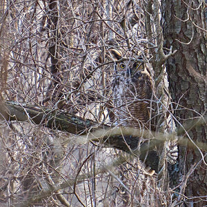 Great Horned Owl - BCSP - 02262024 - 01.jpg