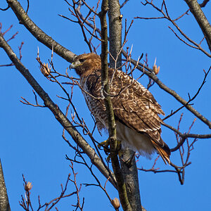 Red-Tailed Hawk - BCSP - 02262024 - 01.jpg