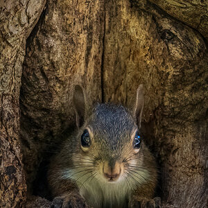 Eastern Gray Squirrel.jpg