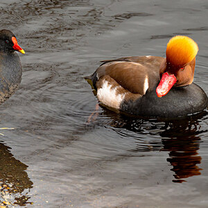 red_crested_pochard and friend-1 - Copy.jpg