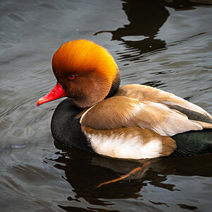 red_crested_pochard-2 - Copy.jpg