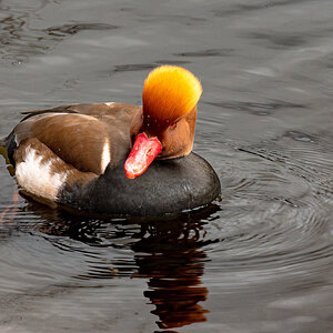 red_crested_pochard-3 - Copy.jpg