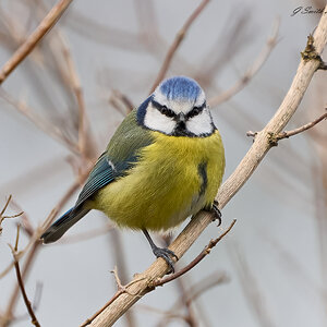 bluetit 2024 4.jpg