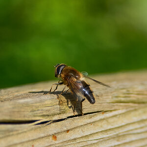 hoverfly 2024 1.jpg