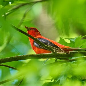 Scarlet Tanager - BCSP TB - 05112024 - 04- DN-2.jpg