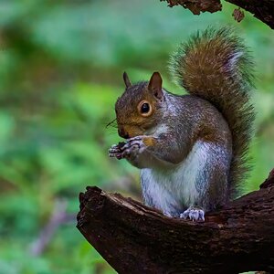 Grey Squirrel - BCSP TB - 05112024 - 01- DN.jpg