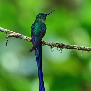 Violet-tailed Sylph - El Oro - 09112022 - 19-DN.jpg