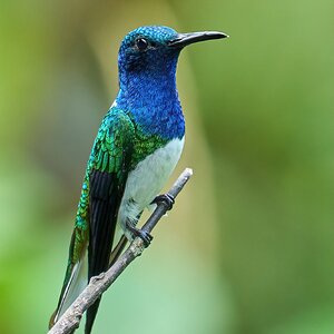 White-Necked Jacobin - El Oro - 09112022 - 01-DN.jpg