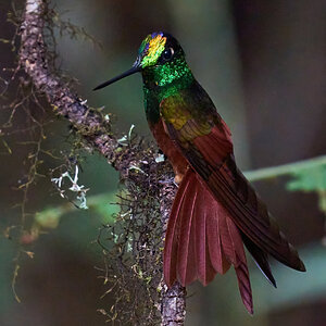 Rainbow Starfrontlet - Tapichalaca Reserve - 09152022 - 42-DN.jpg